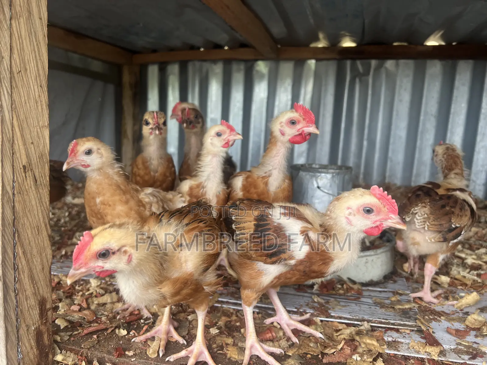 Noiler Crossbreed Chicks
