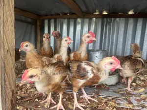 Noiler Crossbreed Chicks