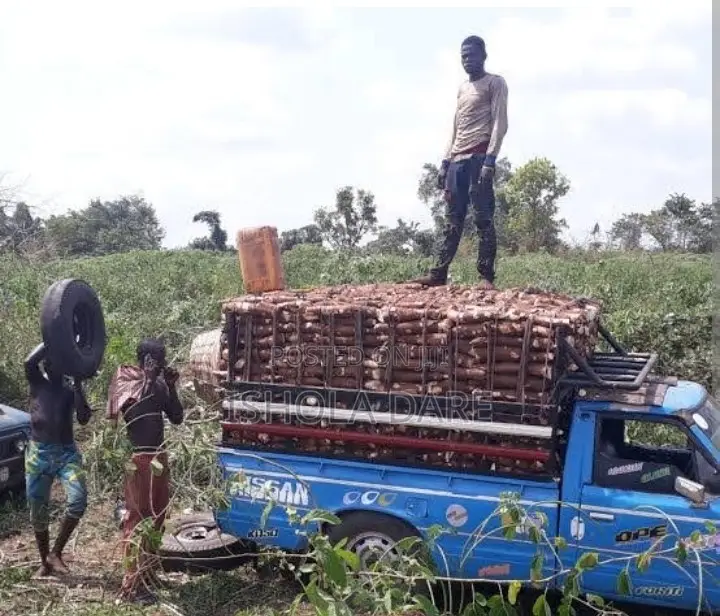 Cassava Tuber