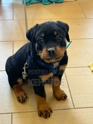 1-3 months Male Purebred Rottweiler
