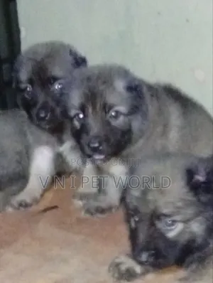 1-3 months Male Purebred Caucasian Shepherd