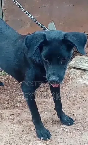 1+ year Female Mixed Breed Cane Corso