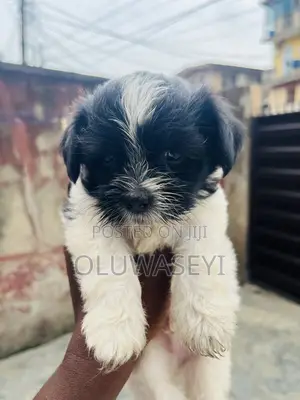 1-3 months Male Purebred Lhasa Apso