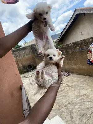 0-1 month Female Purebred American Eskimo