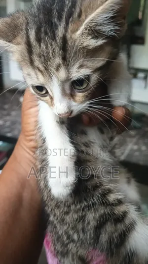 1-3 months Female Purebred Tabby