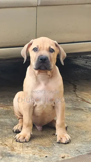 1-3 months Male Purebred Boerboel