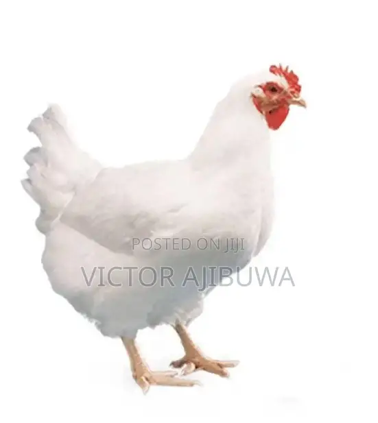 Broilers Chicken for Sale.