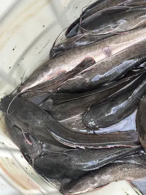 Fresh Catfish for Sale in Various Sizes – Bulk Individual Orders