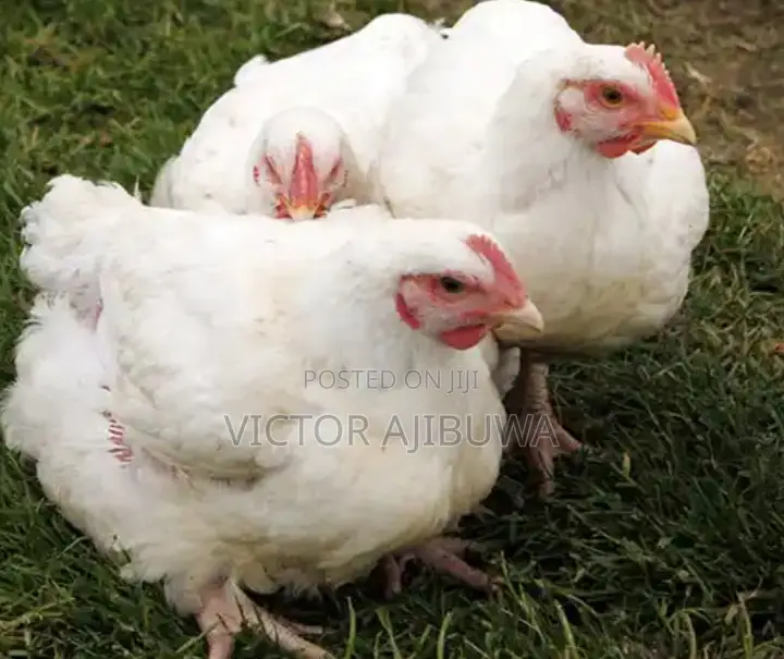 Broilers Chicken for Sale.