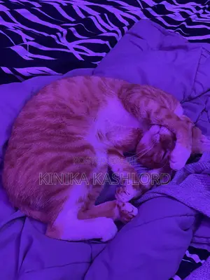 1+ year Male Purebred American Shorthair