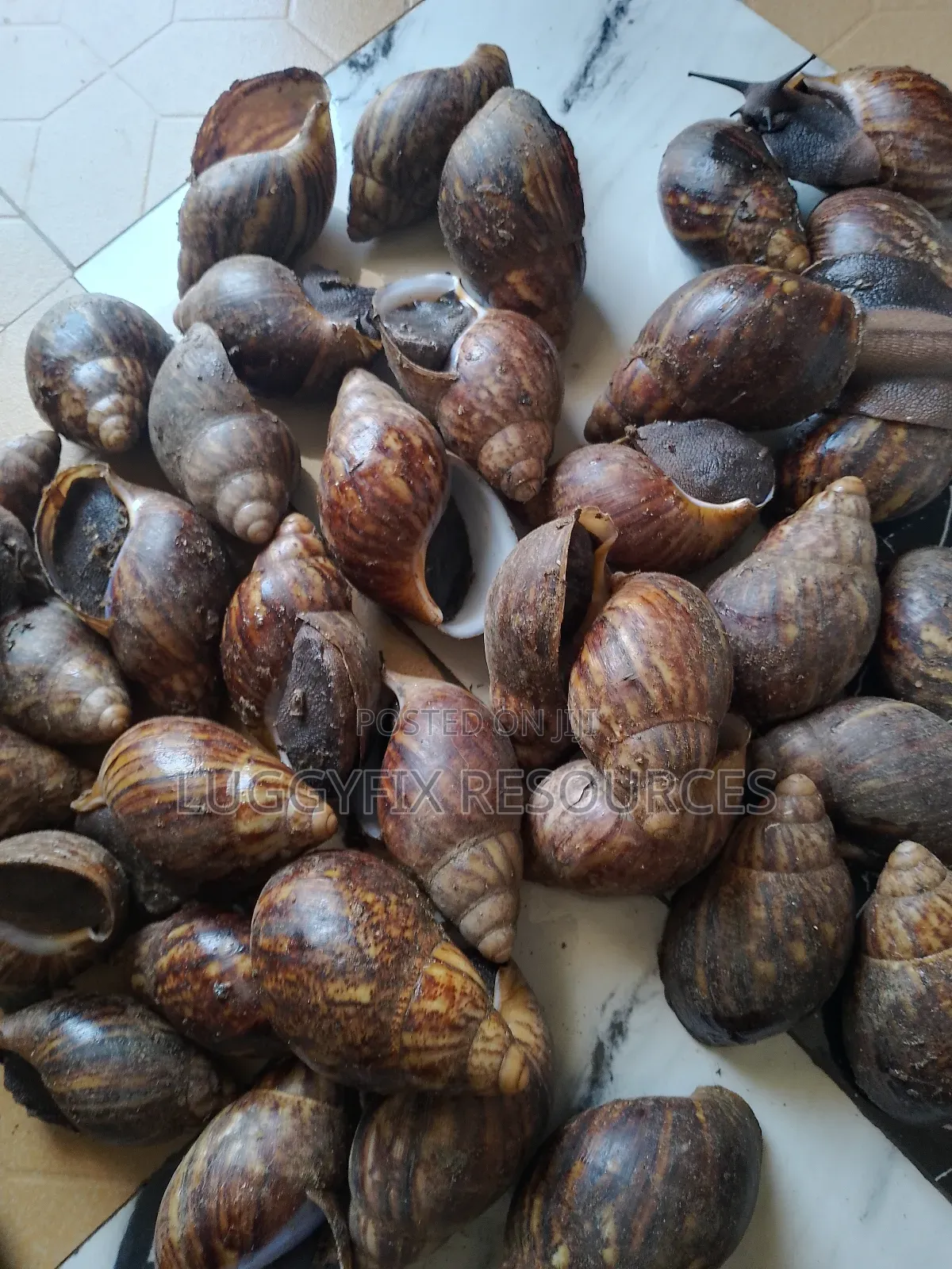 Snails, Plantain