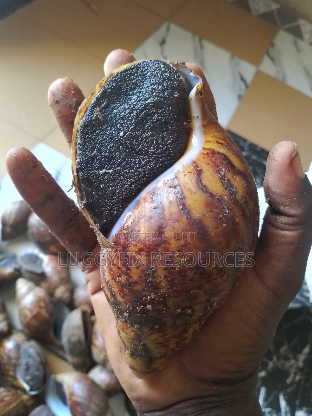 Snails, Plantain