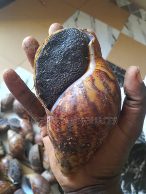Snails, Plantain