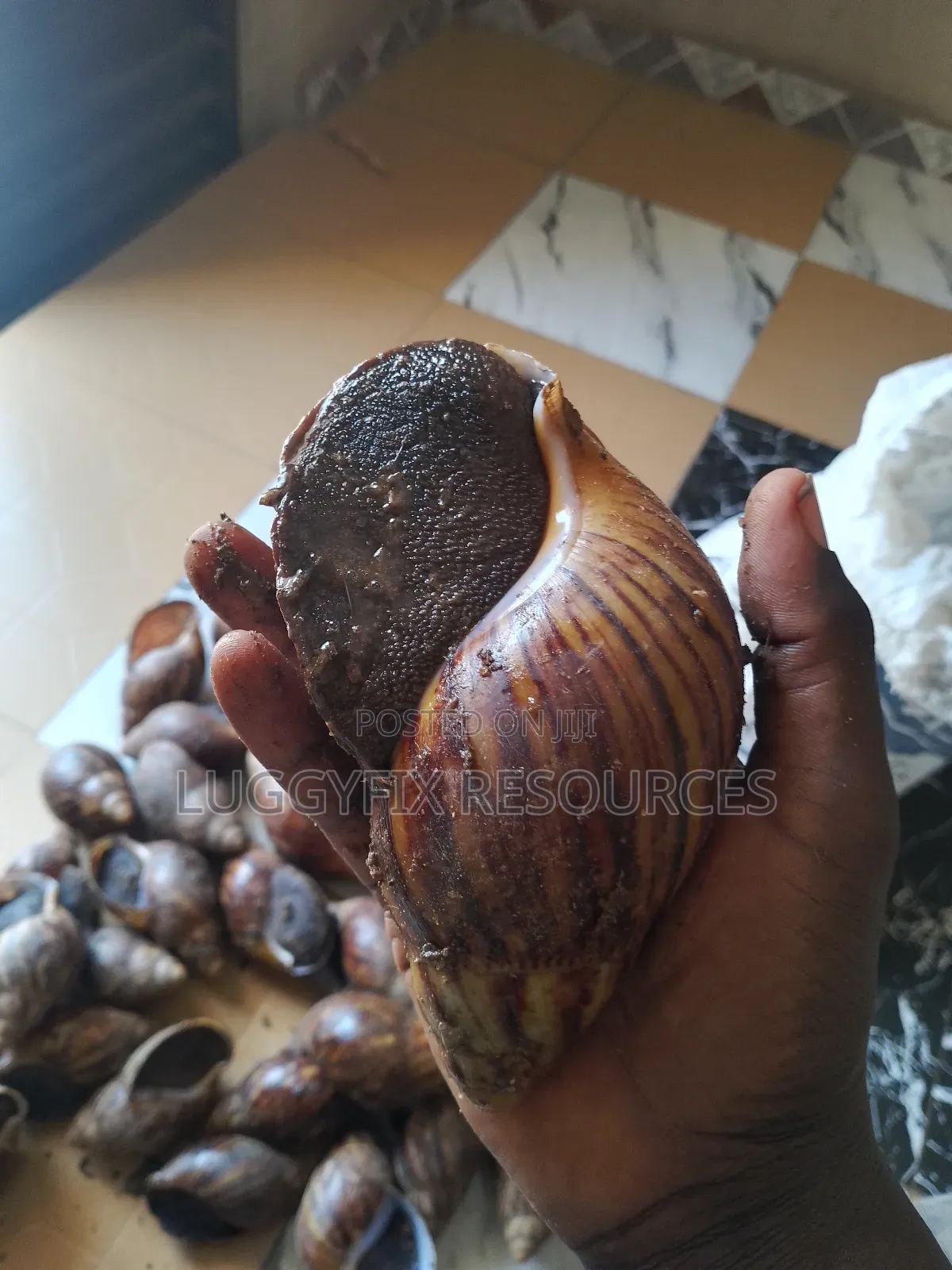 Snails, Plantain