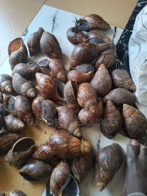 Snails, Plantain