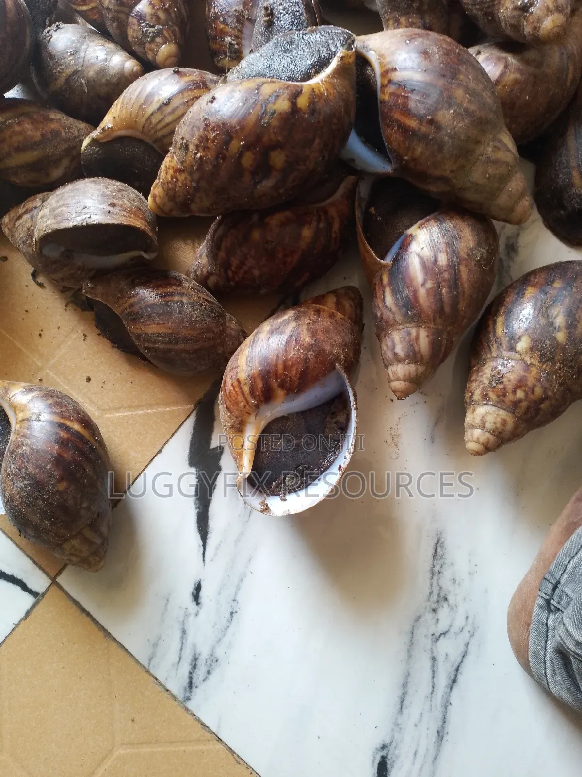 Snails, Plantain