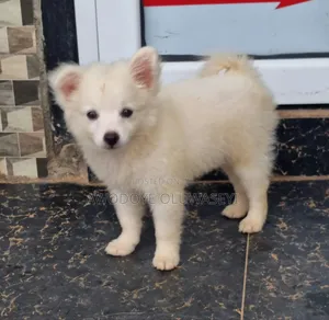 1-3 months Male Purebred American Eskimo