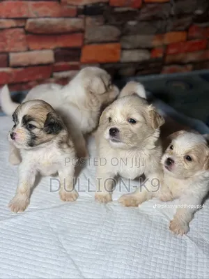 1-3 months Male Purebred Lhasa Apso