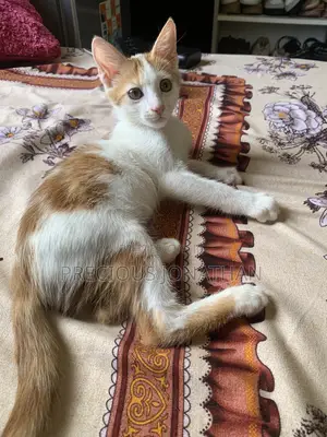 3-6 months Female Purebred American Shorthair
