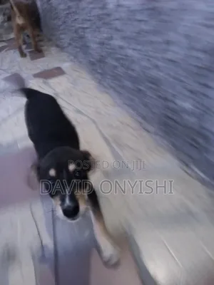1-3 months Male Mixed Breed German Shepherd