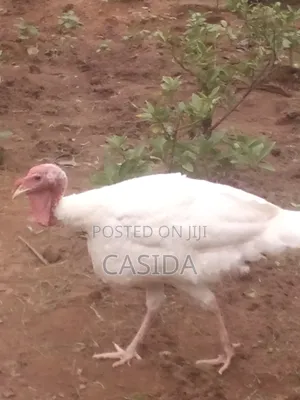 Mature Turkey