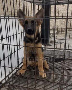 3-6 months Female Purebred German Shepherd