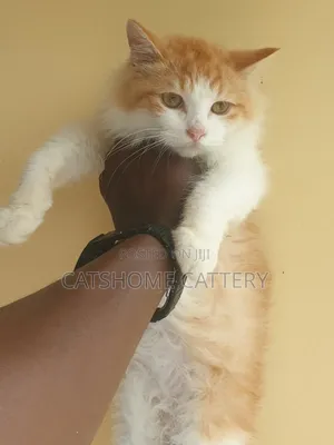 3-6 months Male Purebred Persian