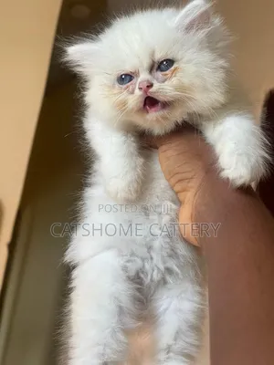 1-3 months Female Purebred Persian