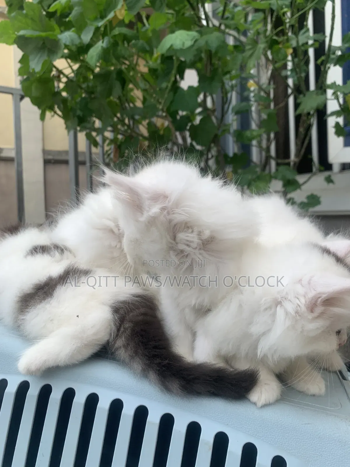 1+ year Male Purebred Persian
