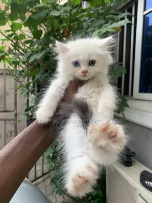1+ year Male Purebred Persian
