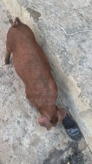 Duroc Pigs