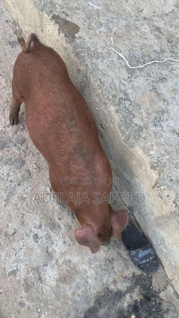 Duroc Pigs