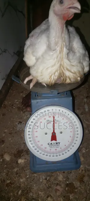 Urgent 20pcs Live 2kg Broiler Chicken-6weeks Old-ikorodu-8500 Each.