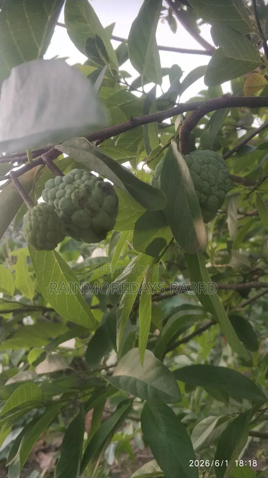 Fresh Sweetsop