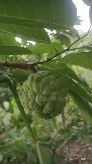 Fresh Sweetsop