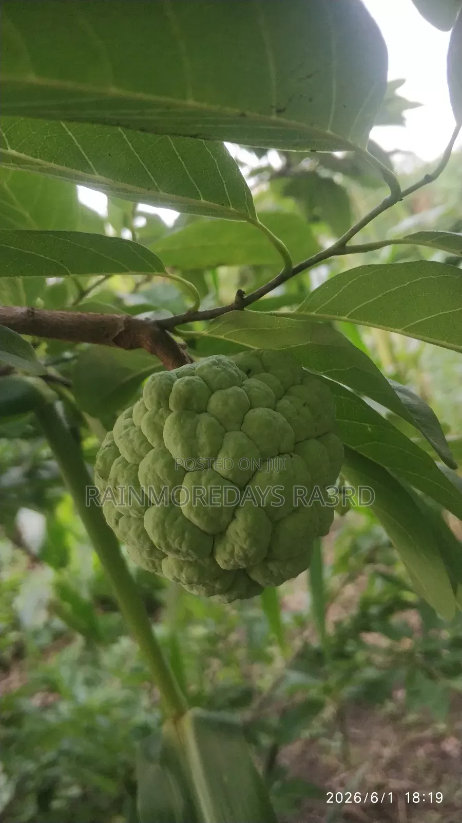 Fresh Sweetsop