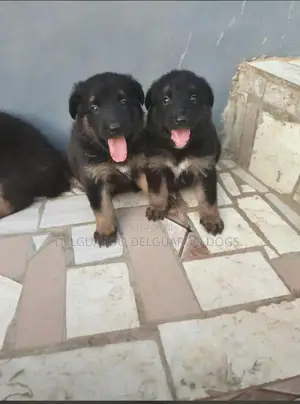 1-3 months Female Purebred German Shepherd