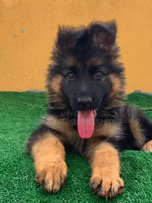 1-3 months Male Purebred German Shepherd