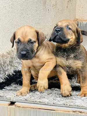 1-3 months Female Purebred Boerboel