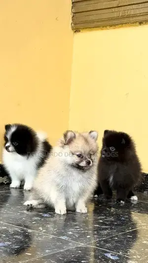 1-3 months Female Purebred Pomeranian
