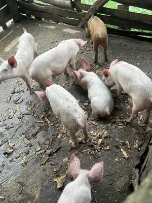 Weaners Pig