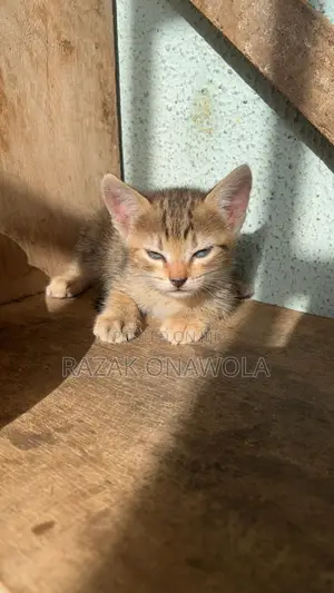 0-1 month Male Purebred American Shorthair