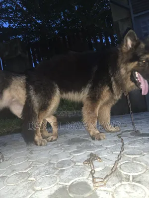 1+ year Male Purebred German Shepherd