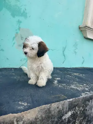 3-6 months Female Purebred Lhasa Apso