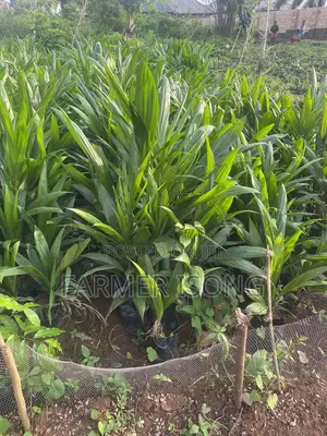 Oil Palm Seedlings