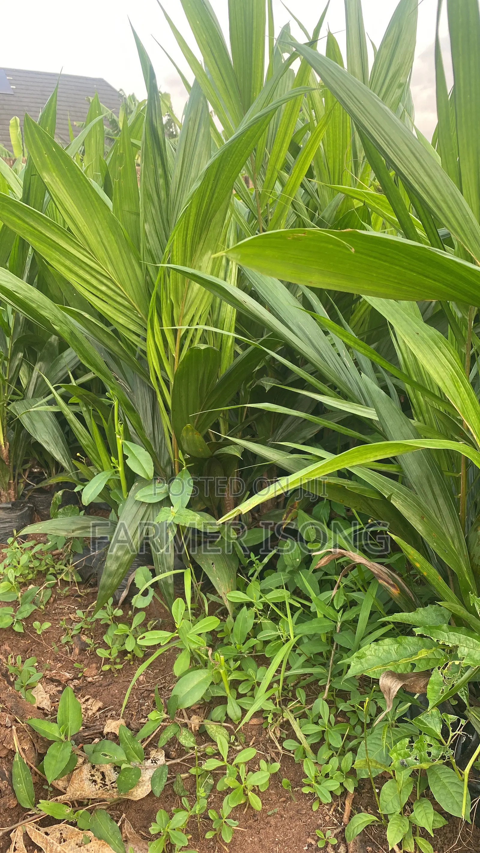 Oil Palm Seedlings