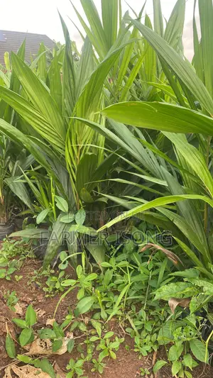 Oil Palm Seedlings