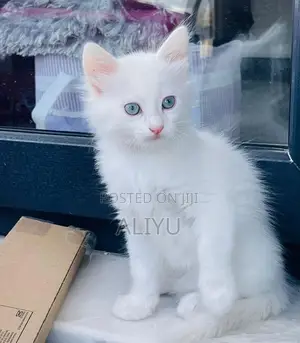 1-3 months Female Purebred Persian