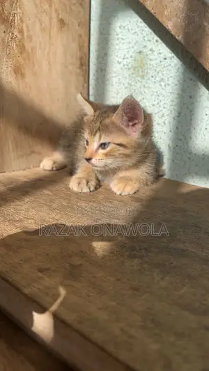 0-1 month Female Purebred American Shorthair