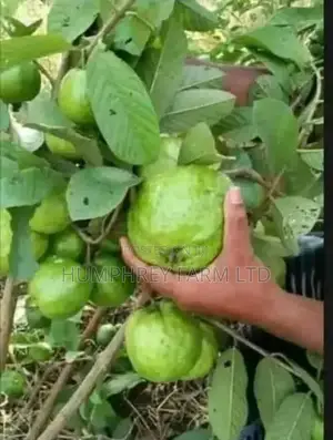 Fuit Seeding